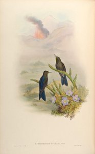 Ramphomicron vulcani =カルコスティグマスタンレイ火山 作： John Gould